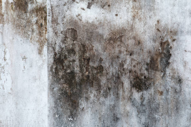 Best Asbestos and Lead Testing During Mold Inspection  in Redland, AL