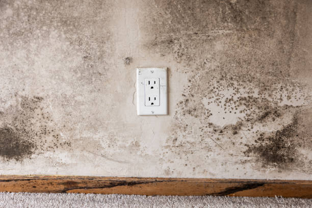 Best Mold Prevention Services  in Redland, AL