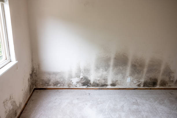 Reliable Redland, AL Mold Removal Solutions