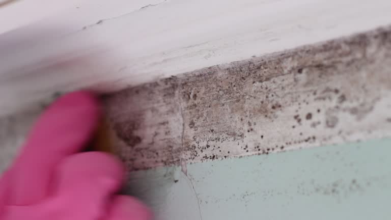 Best Emergency Mold Remediation  in Redland, AL